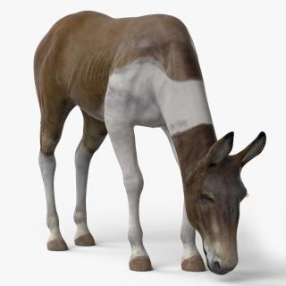 3D Eating Mule