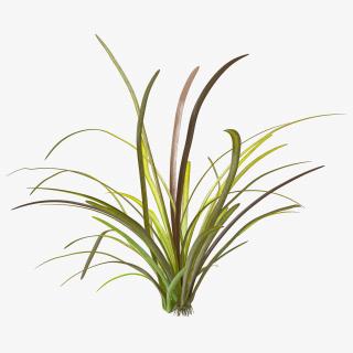 Aquatic Plant Sagittaria Dead 3D model