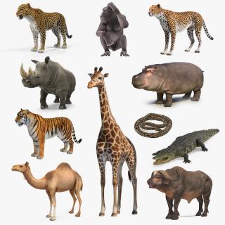 3D African Animals Collection 8 model