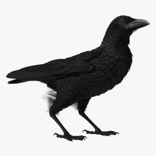 3D Raven Corvus Standing Pose