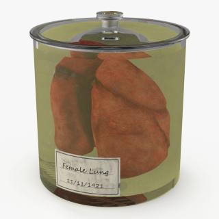 3D Human Lungs in Glass Jar 2