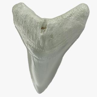 3D Megalodon Shark Tooth