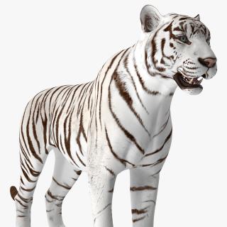 3D White Tiger