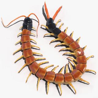 Scolopendra Heros Arizonensis 3D model