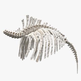 Mammoth Spine Skeleton 3D