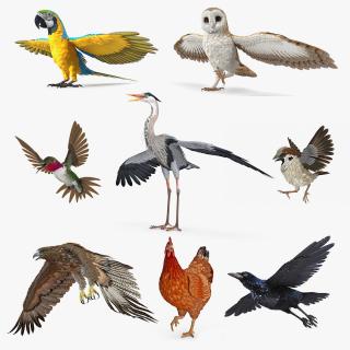 3D model Rigged Birds Collection 4