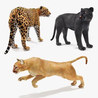 Big Cats Collection 3D model