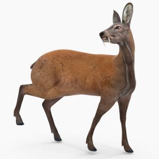 3D model Siberian Musk Deer Rigged