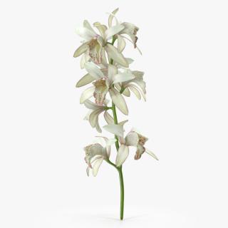 3D White Orchid Branch Fur model