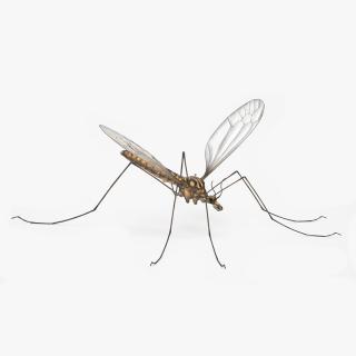 Crane Fly Mosquito Fur 3D