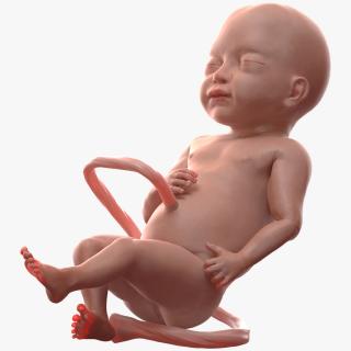 Baby Boy at 28 Weeks Rigged 3D