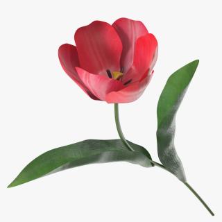 3D Pink Blooming Tulip Flower