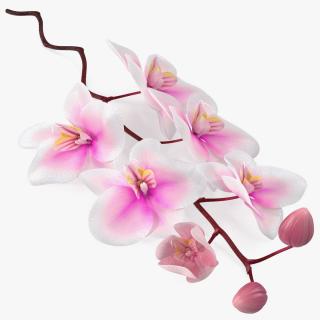 Small Orchid Stem 3D