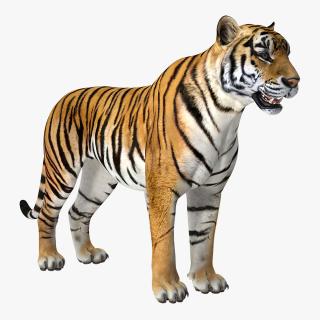 Tiger 3D model