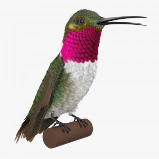 Broad Tailed Hummingbird Sitting on Branch 3D