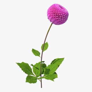 3D model Dahlia Franz Kafka Pompon Pink