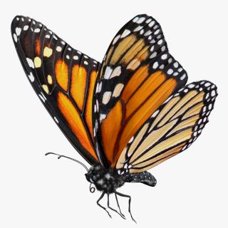 3D Monarch Butterfly Flying Pose with Fur model