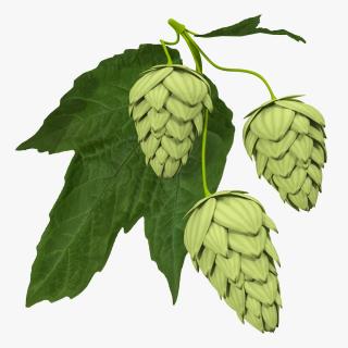 3D model Fresh Branch of Hops