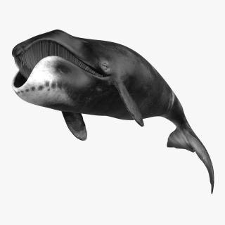 3D Resting Bowhead Whale