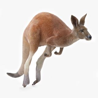 Kangaroo in Motion Fur 3D