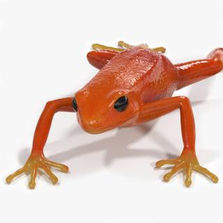 3D model Mantella Frog 2