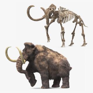 3D Mammoth Adult with Skeleton Collection model