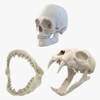 Skulls 3D Models Collection 3D