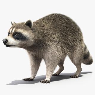 3D Raccoon Fur