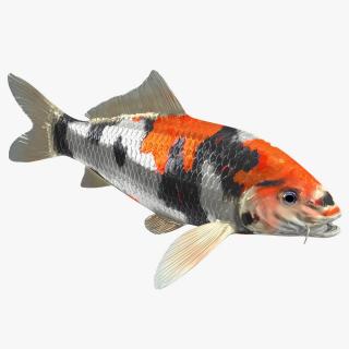 Harivake Koi Fish 2 3D model