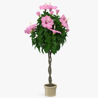 3D Braided Hibiscus Tree in Pot Pink model