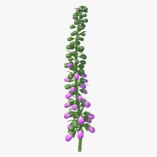 3D model Purple Foxglove Stem