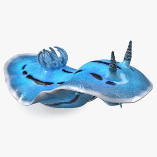 3D Blue Nudibranch Mollusk model