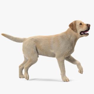 3D model Labrador Dog White Walking Fur