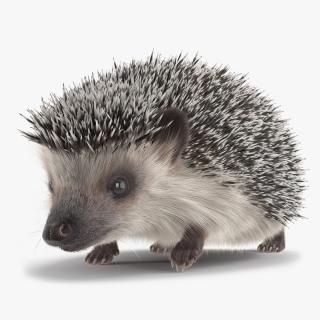 3D White Walk Hedgehog Fur model