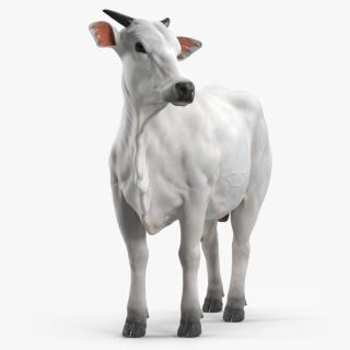 White Cow Male Looking 3D