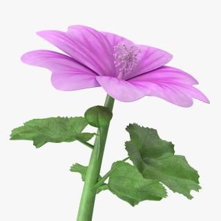 3D Mallow Flower model