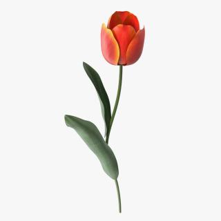 Red and Yellow Tulip Flower 3D