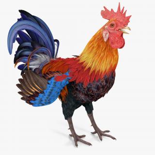 Rooster Rigged 3D model