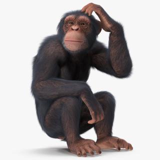 3D Light Chimpanzee Sitting Pose Fur model