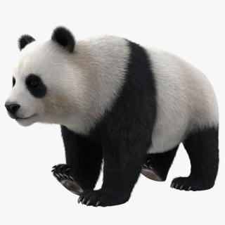 Giant Panda Fur Rigged 3D