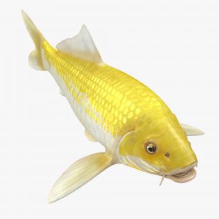 3D model Yellow Koi Ogon Fish