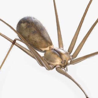 3D Daddy Long-legs Spider Fur Rigged model