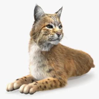 3D Red Lynx Lying Fur model