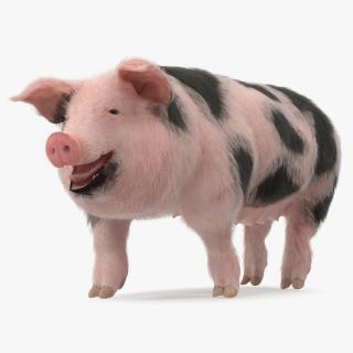 3D Pig Sow Peitrain Walking Pose with Fur model