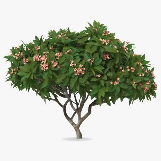 Plumeria Frangipani Tree Pink Flowers 3D