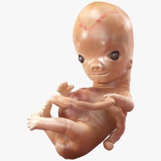 3D model Human Embryo 8 Weeks