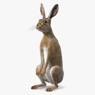 3D Hare Standing Pose model