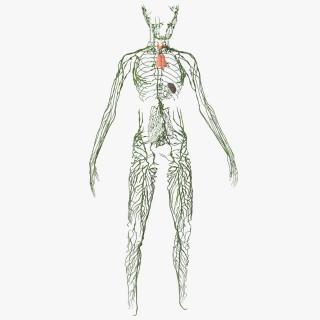 3D Young Boy Lymphatic System