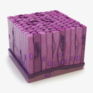 3D model Glandular Epithelium