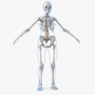 3D model Female Body with Skeleton